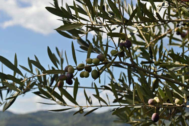 L&rsquo;olio extravergine di Brisighella dal sapore piccante e piacevolmente amarognolo - Brisighella, borgo da vivere slow tra edifici storici e prodotti tipici
