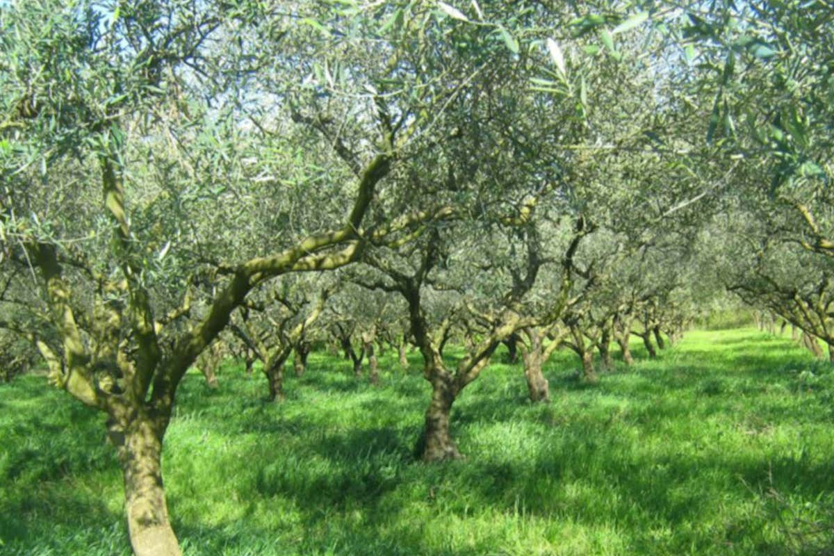 Oro verde da valorizzare A Caserta &egrave; ora di valorizzare i propri oli
