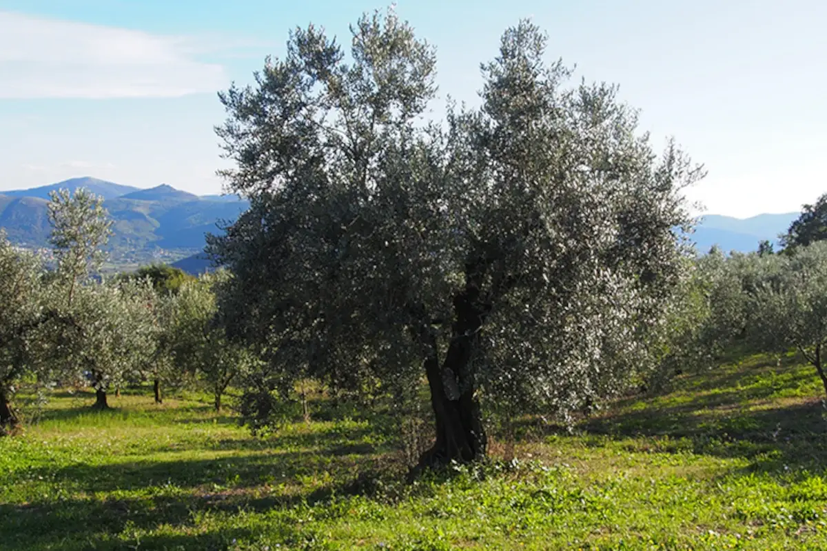 Ettari densi di qualit&agrave; A Caserta &egrave; ora di valorizzare i propri oli