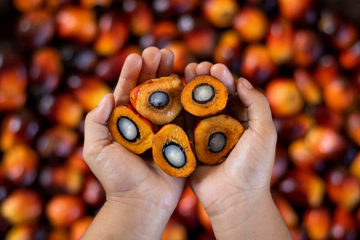 Stop all’import dell’olio di palma, l’Italia punta sull’olio di oliva? Stop all’import dell’olio di palma, l’Italia punta sull’olio di oliva?