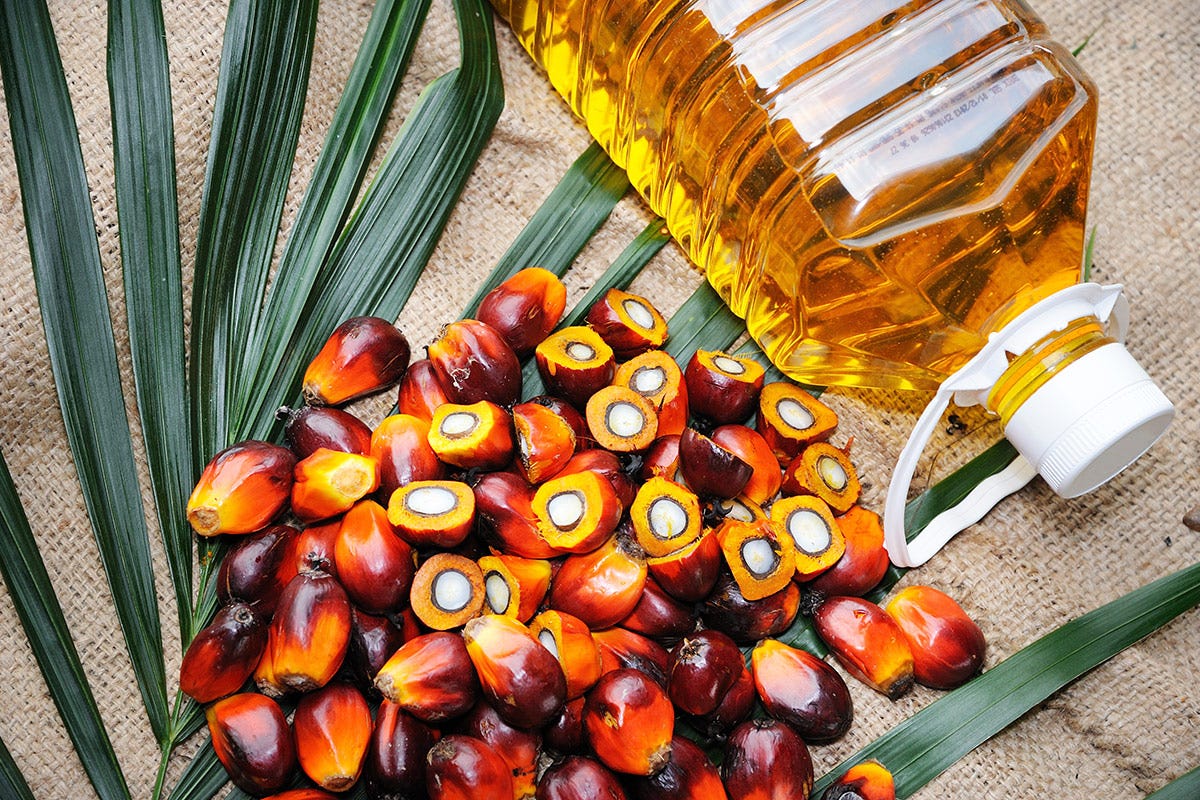 Olio di palma Oli vegetali: importante conoscere caratteristiche e differenze per dare garanzie ai consumatori