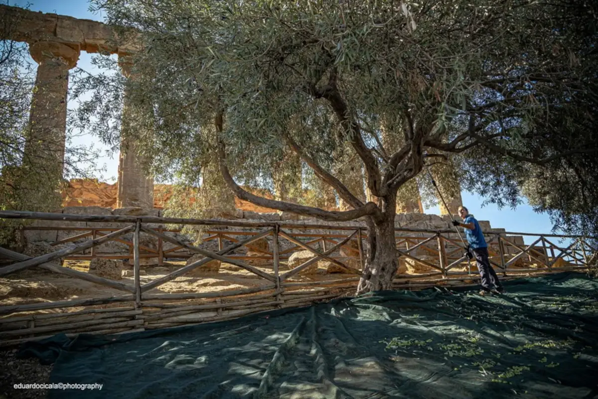 La raccolta delle olive (foto di Eudardo Cicala) Look vintage per la nuova bottiglia dell&rsquo;olio Diodoros