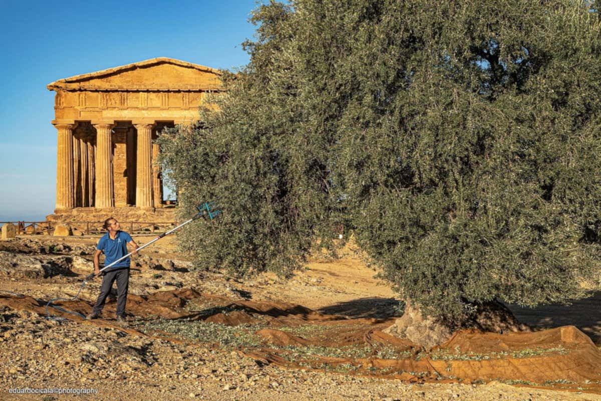 La raccolta delle olive (foto di Eduardo Cicala) Look vintage per la nuova bottiglia dell&rsquo;olio Diodoros