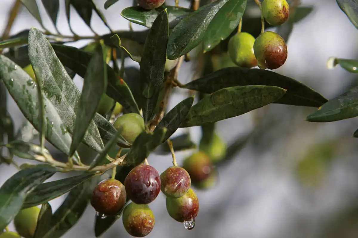 L&rsquo;olio evo nel territorio del Chianti Classico