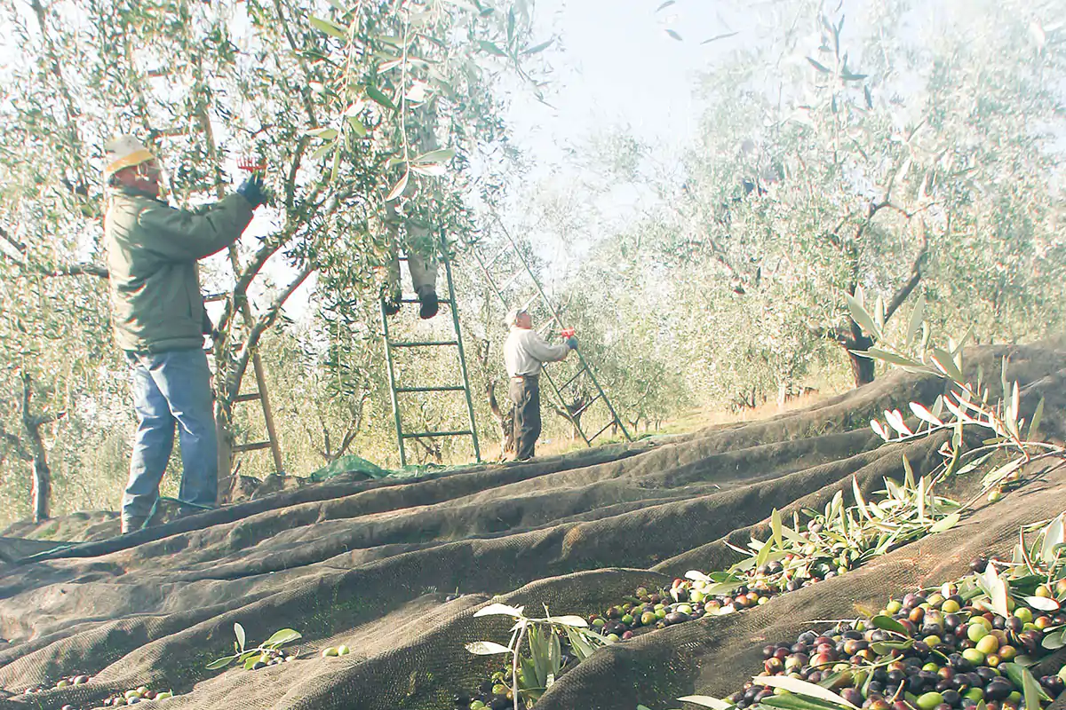 L&rsquo;olio evo nel territorio del Chianti Classico