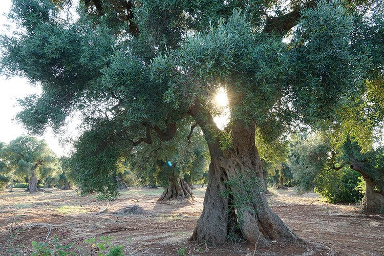 (NY International Olive Oil Competion Puglia miglior regione al mondo)