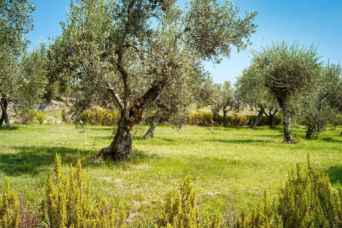 In queste zone due le variet&agrave; principali, Casaliva e Grignan