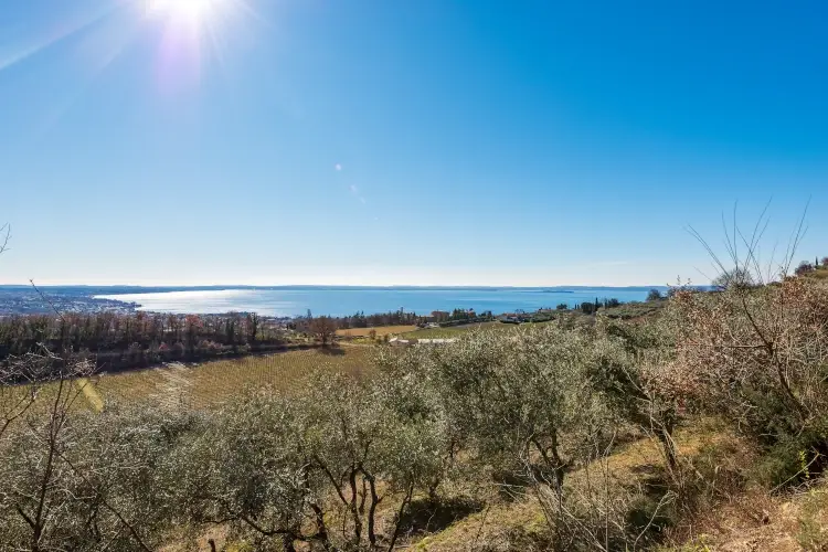 Olio dei laghi bresciani: con la siccit&agrave; le olive cadono dalla pianta