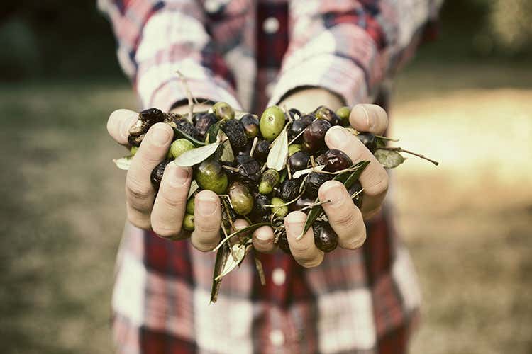 L’Italia si piazza al terzo posto con meno di 250mila tonnellate - Olio, gap produttivo per l’Italia Superata in classifica dalla Grecia