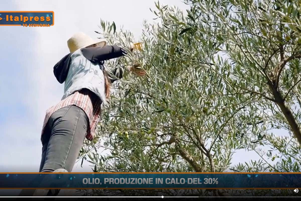 [TG Economia]: Olio, produzione in calo del 30%