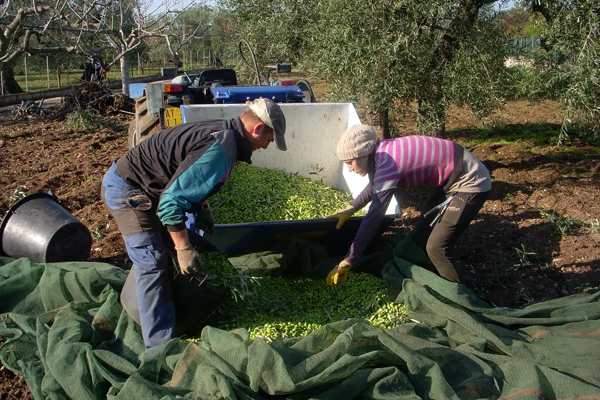 In contrada Don Tito si esulta per quantit&agrave; e qualit&agrave; Pasquale La Notte, una vita per l&rsquo;olio extravergine d&rsquo;oliva