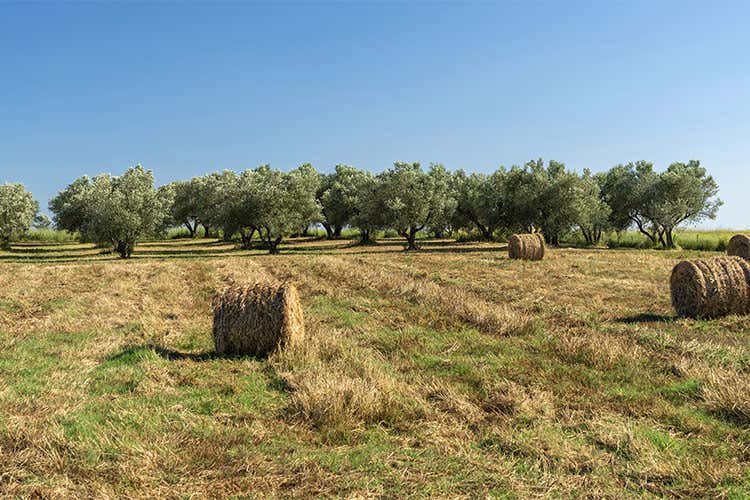 Le cultivar autoctone pi&ugrave; conosciute: la Caninese, la Carboncella e l&rsquo;Itrana - Il lazio, dove l'olio extravergine ha fondato il suo impero