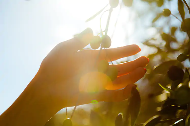  L&rsquo;Italia &egrave; il secondo fornitore europeo di olio in Giappone Giapponesi pazzi per l&rsquo;olio. L&rsquo;Italia secondo fornitore europeo