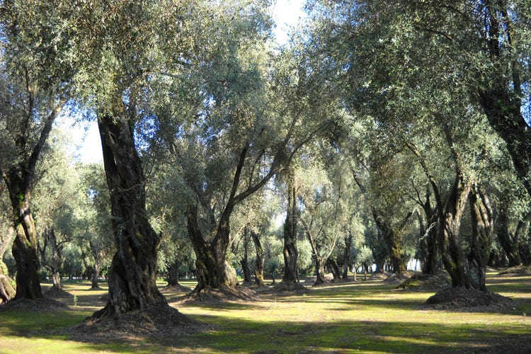 La produzione di olio d'oliva torna a crescere (Olio d’oliva, cresce la produzione  Ma Assitol: Tante ombre sul settore)