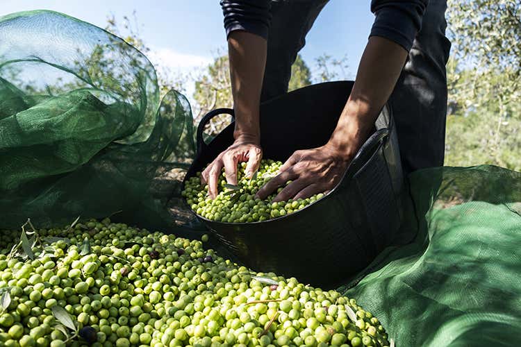 L'Italia produce meno olio rispetto al 1990 - Cala del 36% la produzione di olioMeno qualità e poca tecnologia L'Italia produce meno olio rispetto al 1990 - Cala del 36% la produzione di olioMeno qualità e poca tecnologia