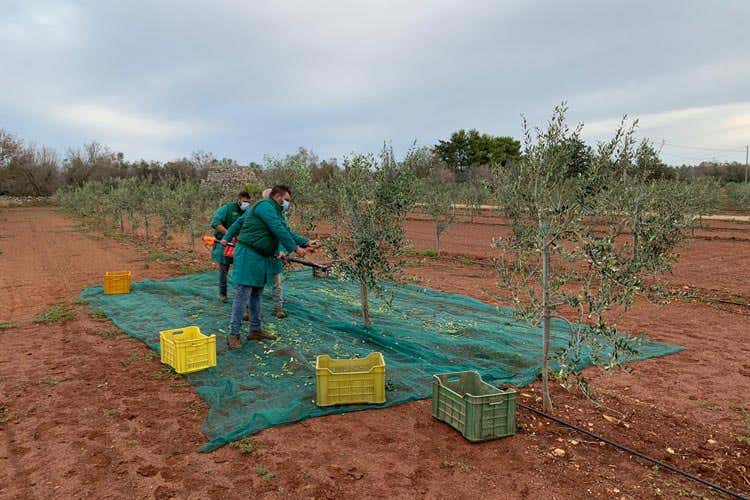 La raccolta dell'olio - Olio, l'Italia perde 1/3 del raccolto Male la Puglia, balzo in Lombardia