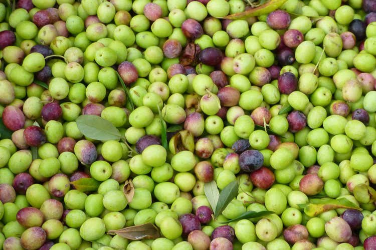 La produzione quest'anno &egrave; stata meno abbondante (Olio, cala la produzione in Sicilia &laquo;Ma il 2019 sar&agrave; un&rsquo;ottima annata&raquo;)