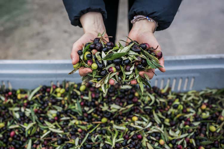 Due giorni per conoscere l'olio dell'Umbria (L&rsquo;extravergine dell&rsquo;Umbria debutta con i cuochi di talento)