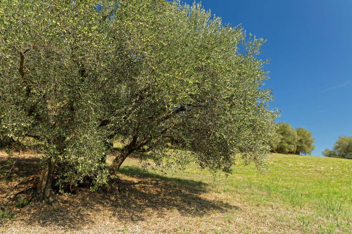 Ulivi a Brisighella Alluvione in Romagna a rischio il pregiato olio di Brisighella