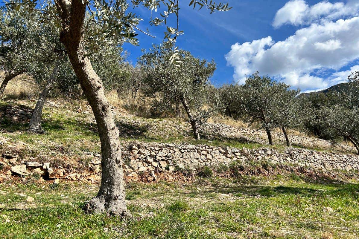 Extravergine in Umbria, tra territorio e chef locali che esaltano l'olio regionale