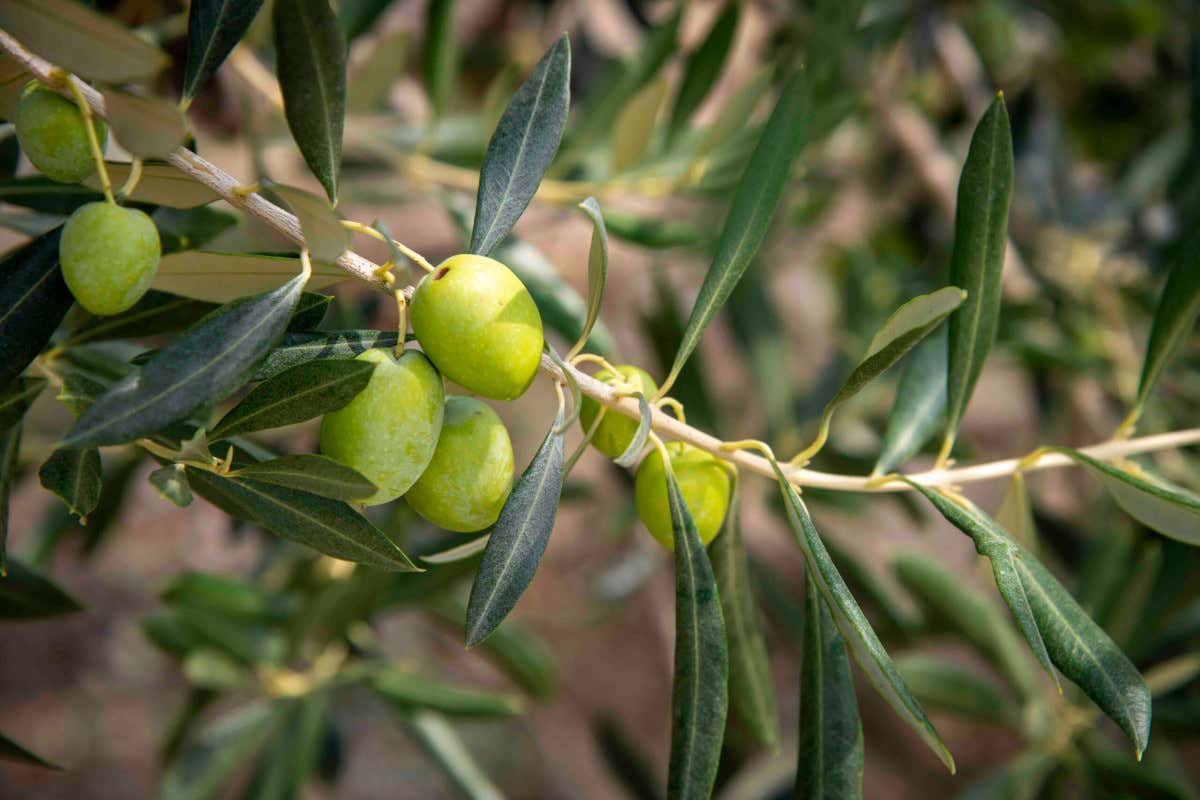 L'Oliva Ascolana del Piceno Dop&nbsp; Il Consorzio modifica il disciplinare: l'Oliva Ascolana del Piceno pu&ograve; essere raccolta in anticipo