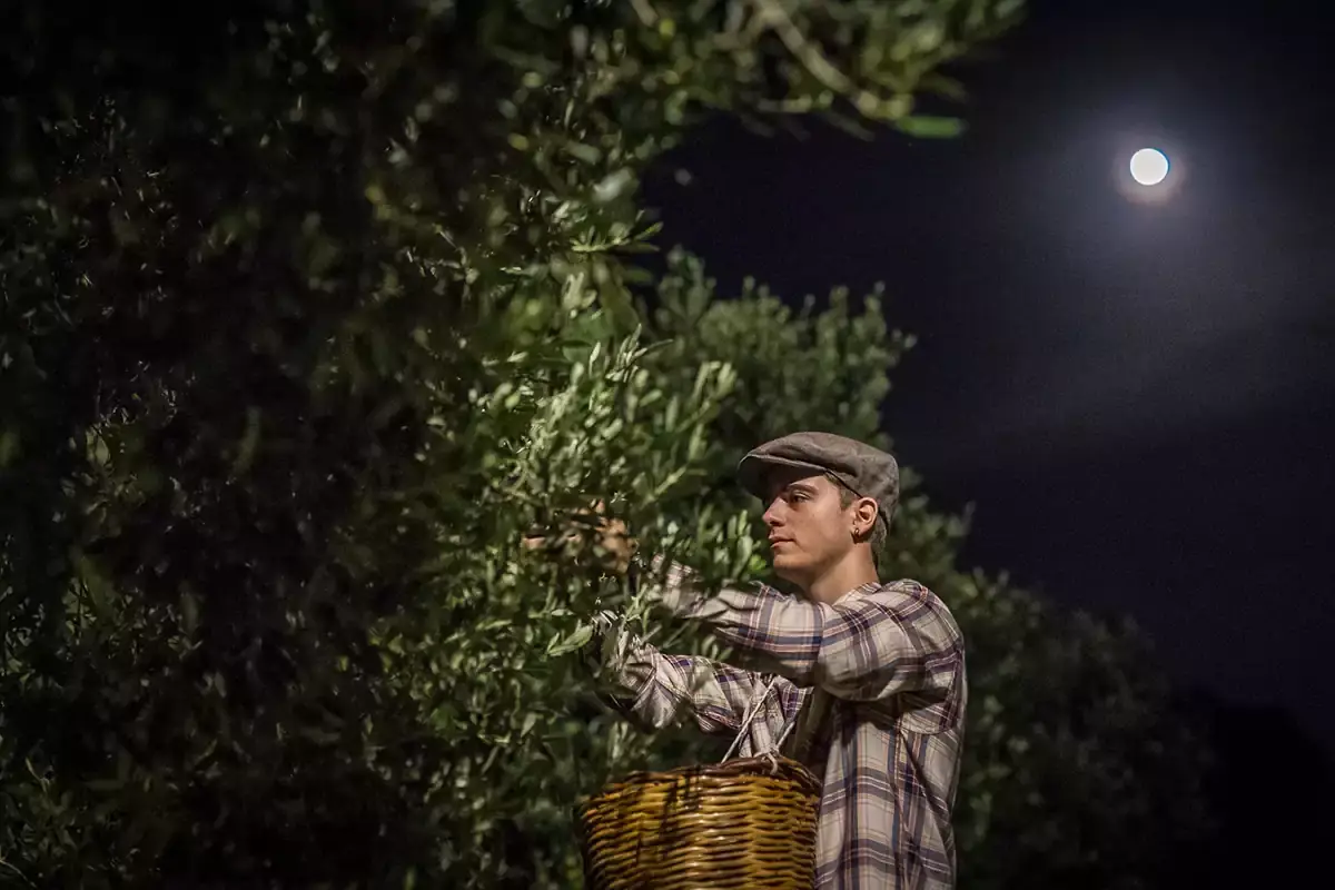 I Volti dell'Olio. raccolta notturna Nasce Lodo guide: celebra le produzioni olivicole internazionali