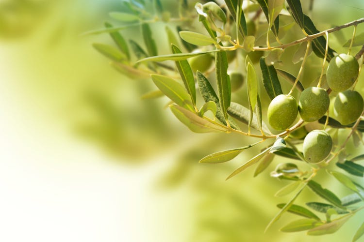 Il Molise è da sempre una regione d'olive (Olive, parte la raccolta in Molise La Regione chiede due nuove Dop)