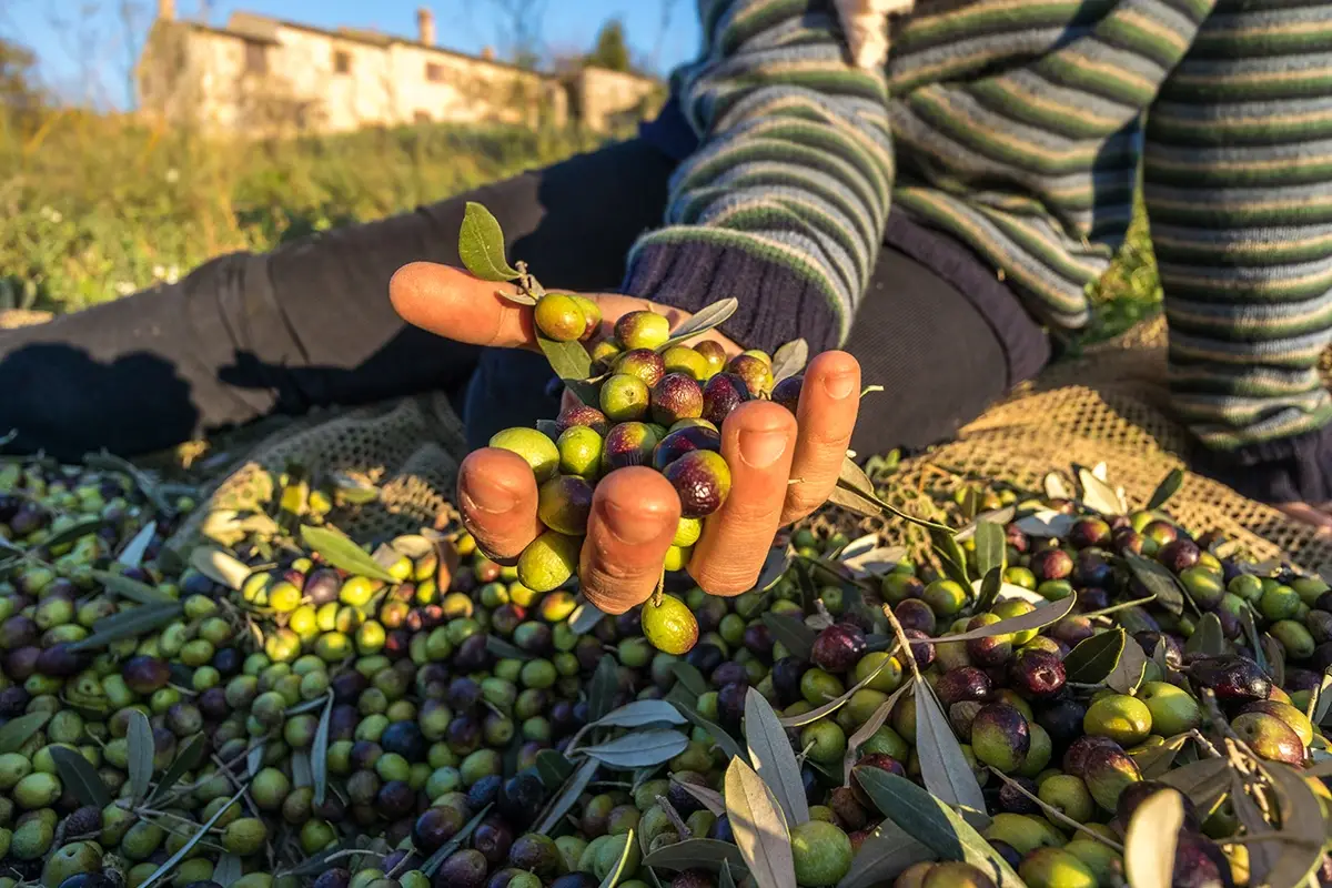 Raccolta delle olive