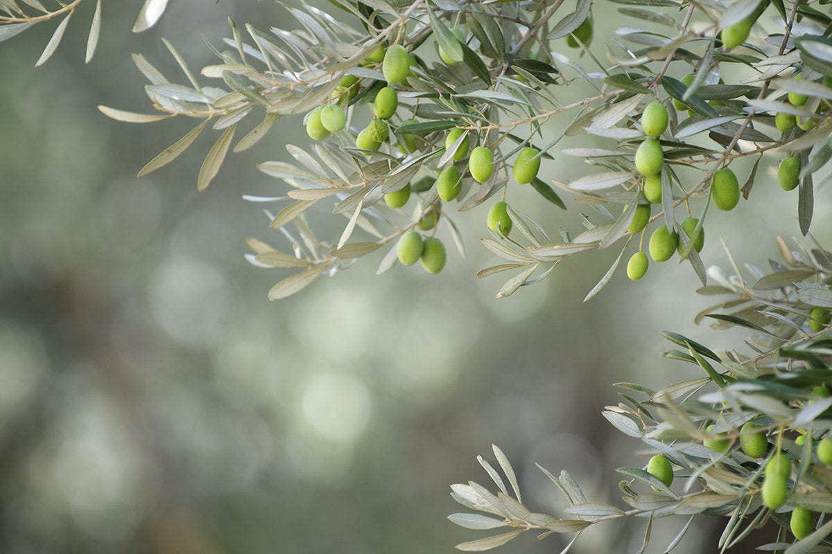 Campagna olivicola a rischio per il caldo anomalo