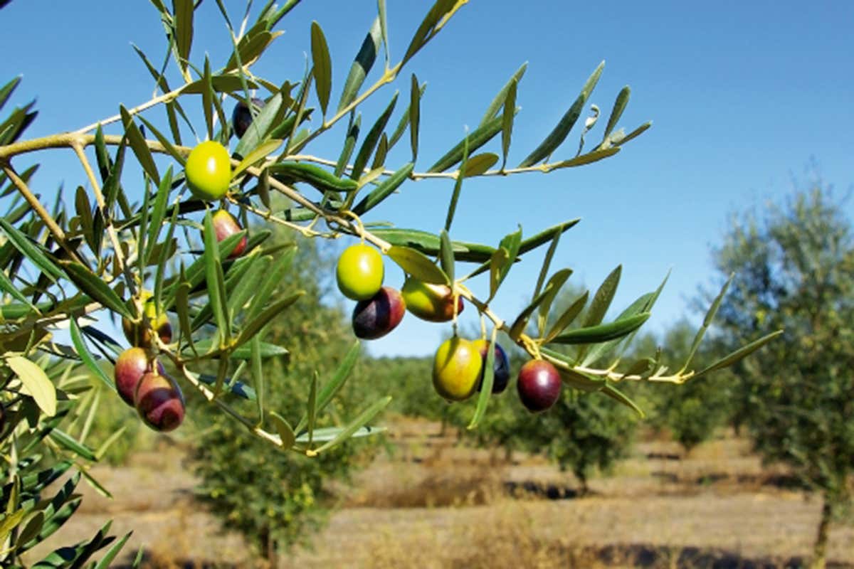 La cultivar autoctona Coratina regna spvrana nel territorio dell'Alta Murgia
