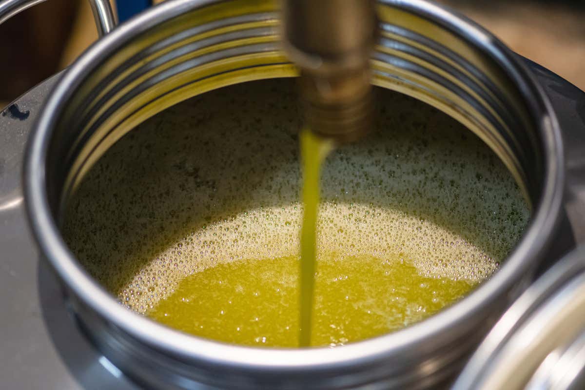 Un 2025 di rilancio per l’olio italiano: stime di produzione al +30% Un 2025 di rilancio per l’olio italiano: stime di produzione al +30%