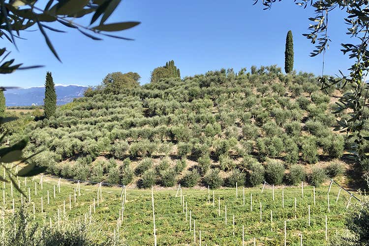 Oliveto della tenuta di Castelnuovo del Garda - Albino Armani amplia la gamma Oltre il vino anche olio evo Dop Oliveto della tenuta di Castelnuovo del Garda - Albino Armani amplia la gamma Oltre il vino anche olio evo Dop
