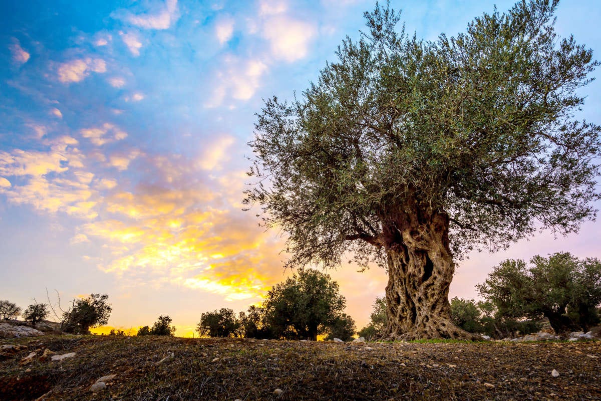 In festa per l’olivo, pianta portatrice di salute e pace