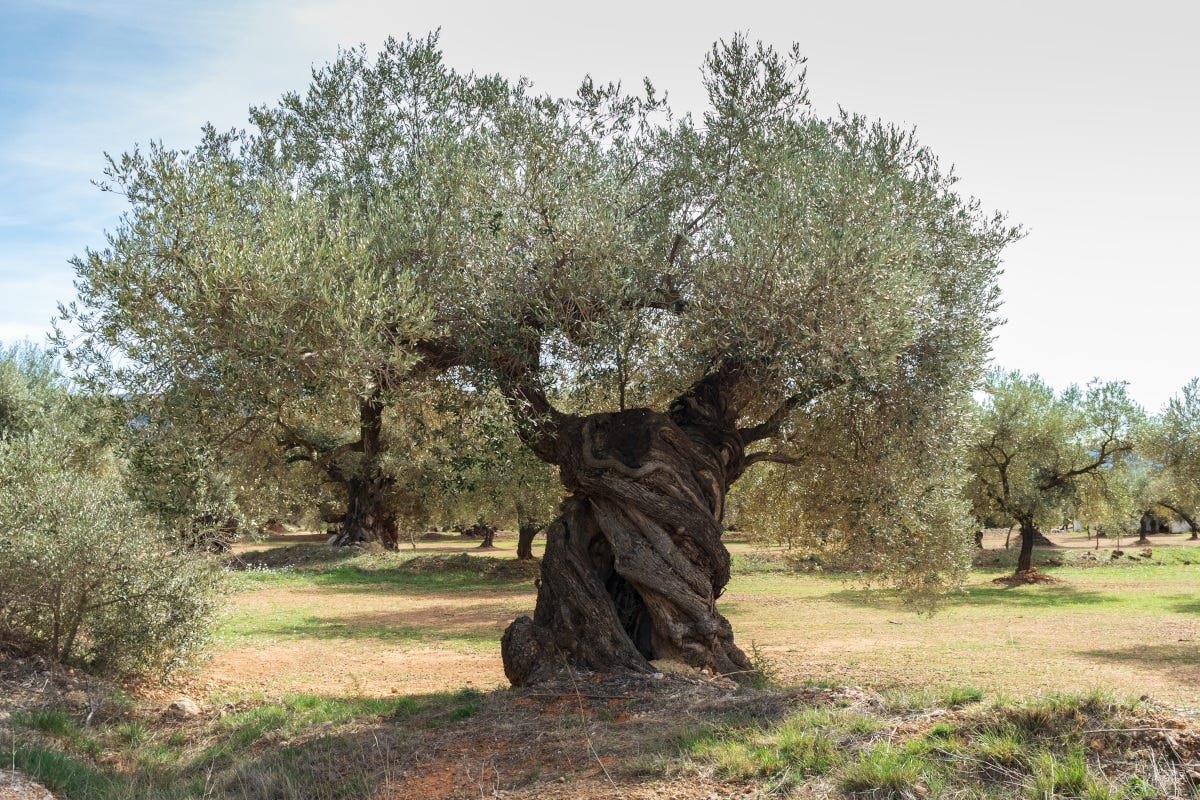 In festa per l’olivo pianta portatrice di salute e pace