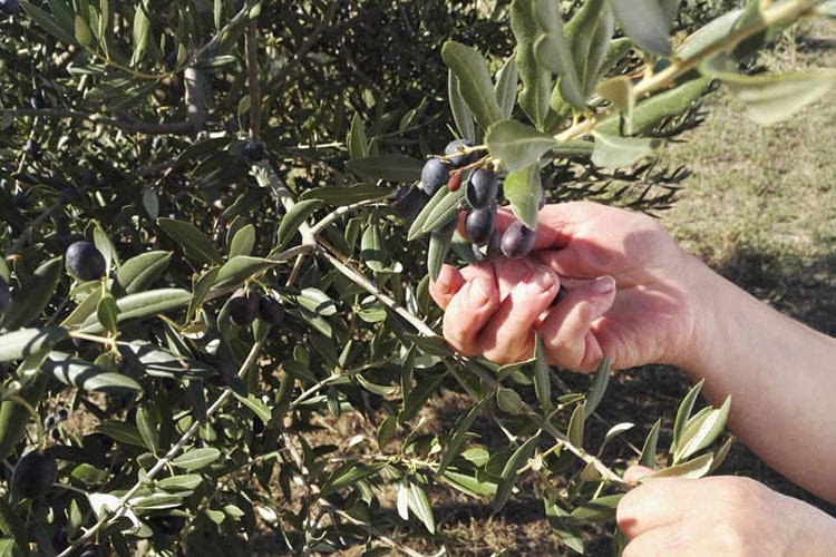 (Oltrepò Pavese, terra d’olio di oliva Il Feudo Nico abbraccia la tradizione)