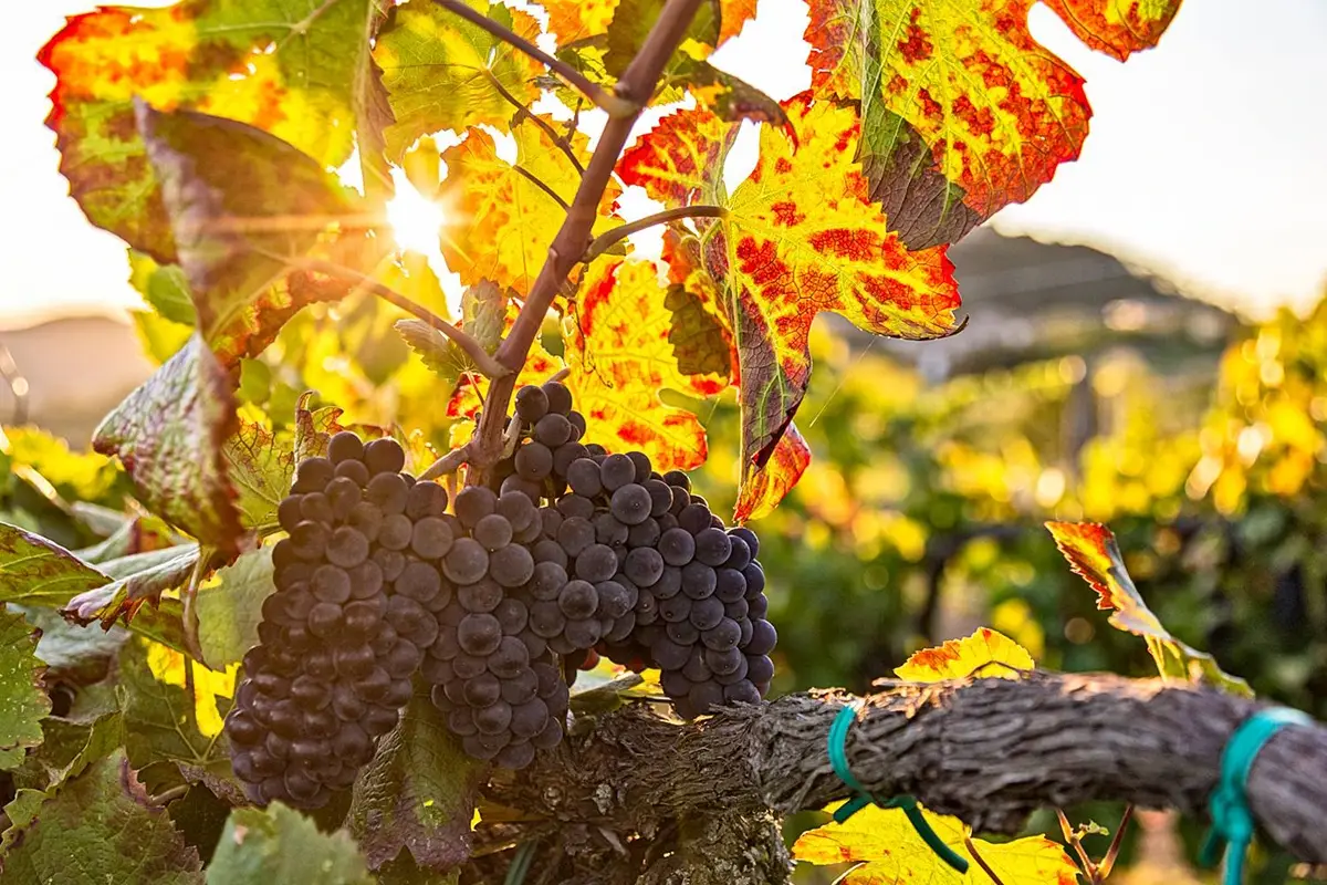 Foto Facebook Consorzio vini Oltrepo Autunno in Oltrep&ograve;? Il test dei professionisti