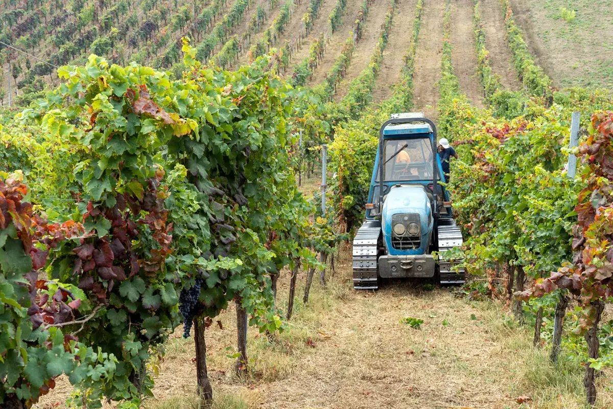 Le vigne dell'Oltrep&ograve; Pavese