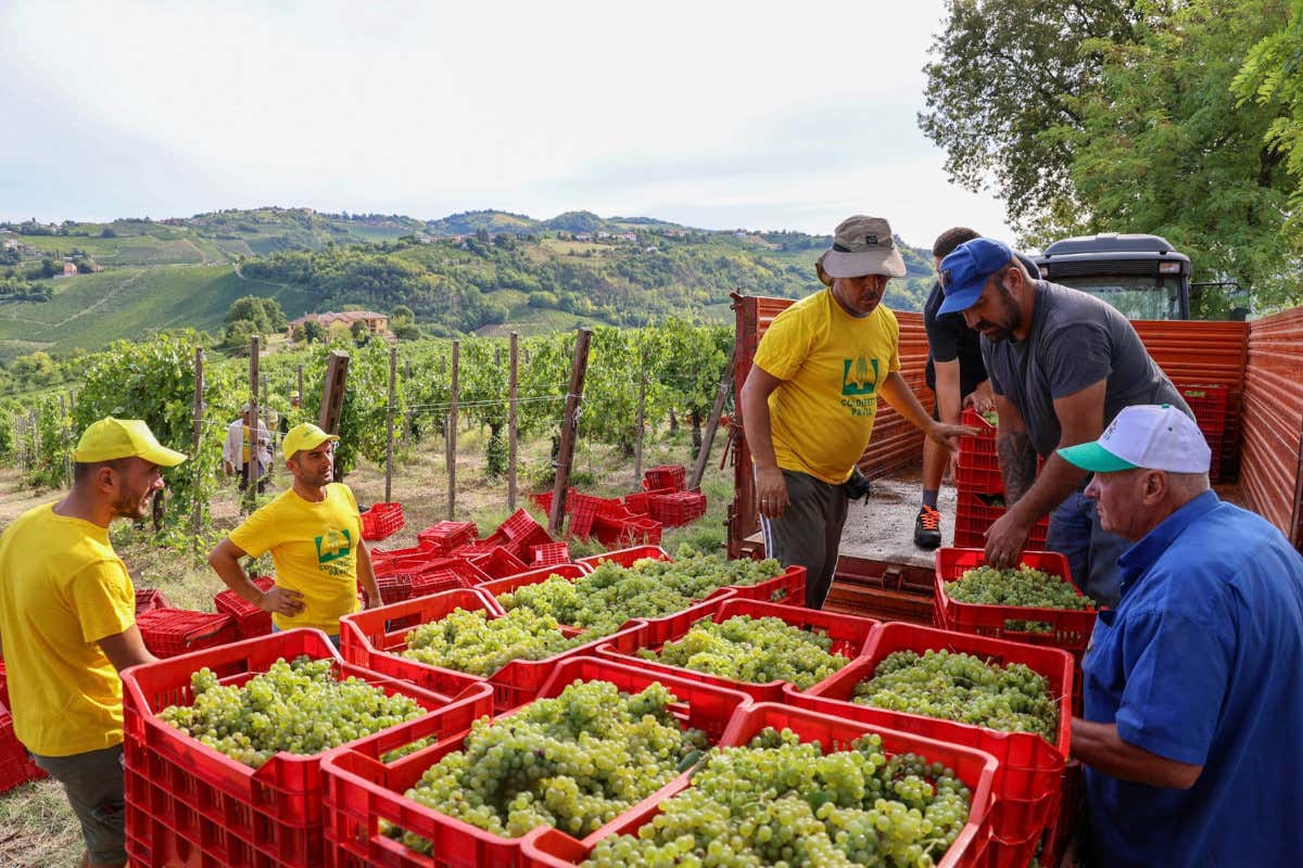 Vendemmia anticipata in Oltrepò: ottime stime per quantità e qualità delle uve Vendemmia anticipata in Oltrepò: ottime stime per quantità e qualità delle uve