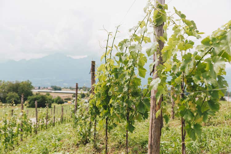 Vitigni bellunesi (All&rsquo;Ombra del Borgo per il rilancio delle viti bellunesi)
