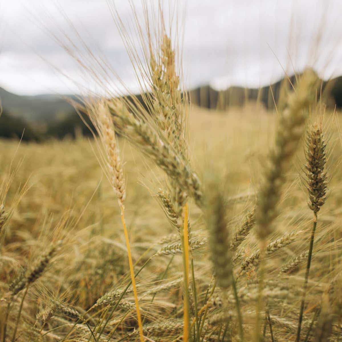 Nell'azienda Il Gentil Verde vengono coltivati diversi cereali antichi come farro monococco, segale, grani teneri e grano Khorasan