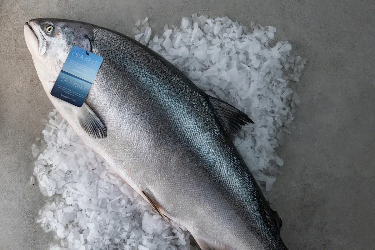 Il salmone Ora King &egrave; frutto di un allevamento attento durato 25 anni Il salmone Ora King dalla Nuove Zelande arriva sulle tavole degli italiani