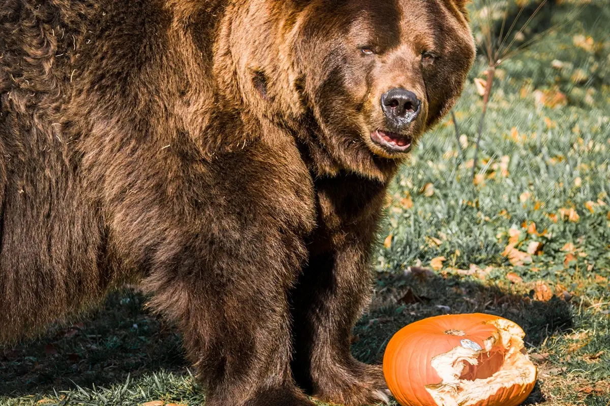 Zucche e frutta per Halloween allo zoo Come gli animali reagiscono a Jack-o'-lantern?