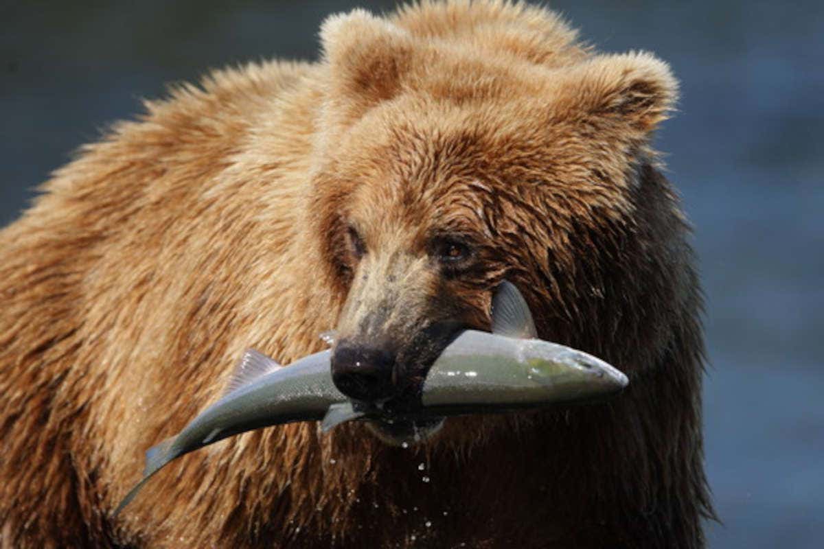 In Alaska riparte la stagione della pesca