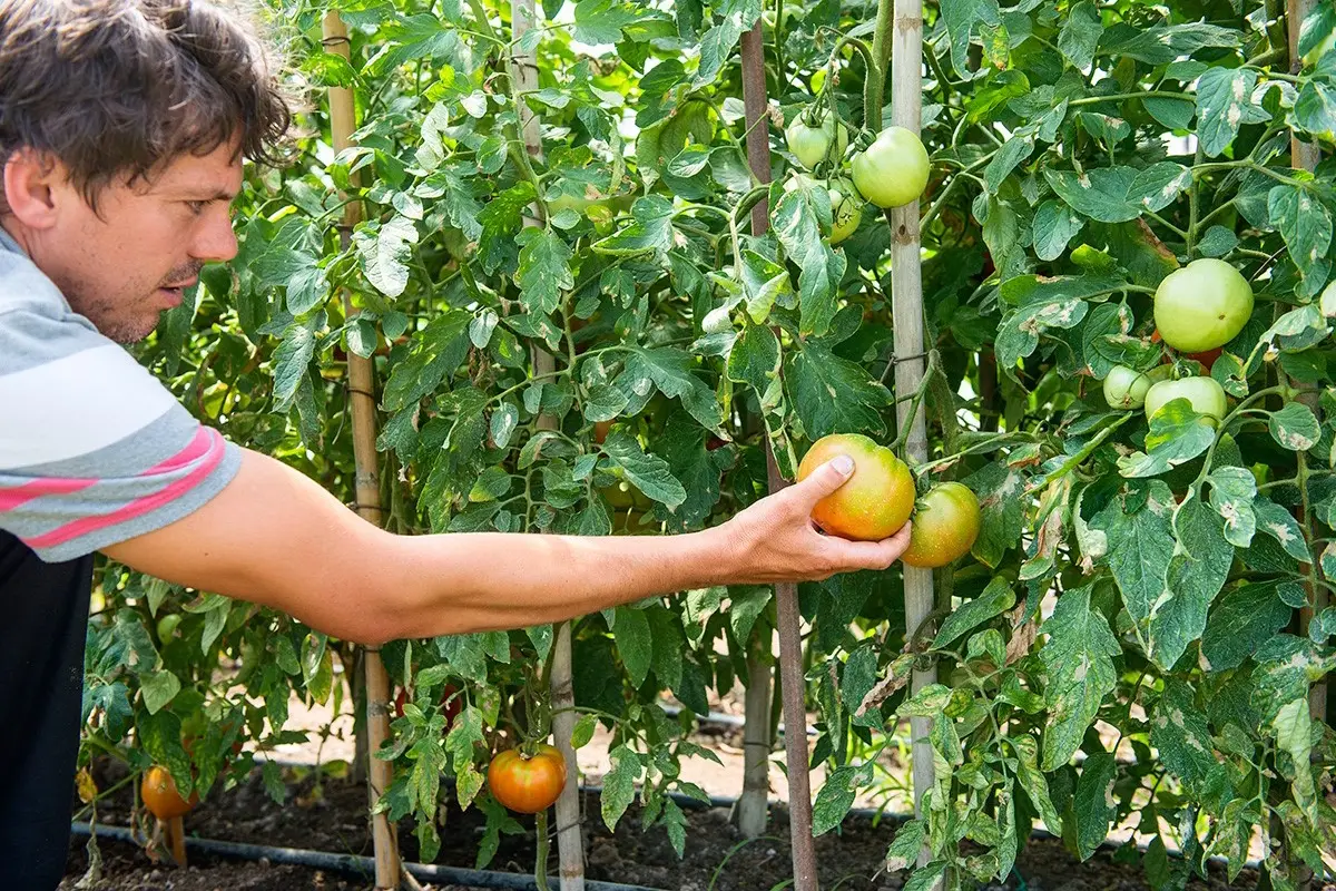 L’orto adottato dal Ristorante Doney Dove vai se l’orto non ce l’hai? Il Ristorante Doney ne ha adottato uno