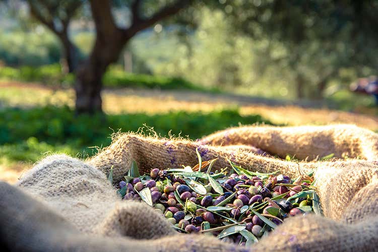 (Gli ostacoli dell'olio in annate difficili) (Gli ostacoli dell'olio in annate difficili)