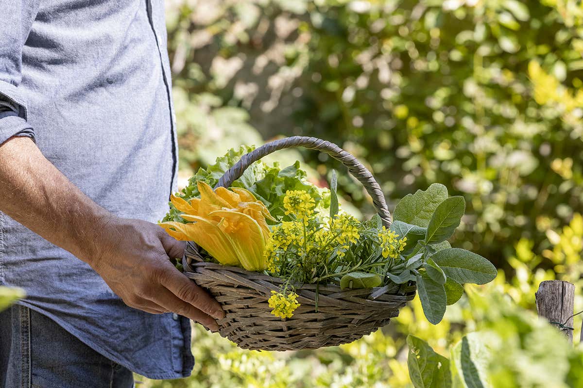 Orto dell'Osteria di Passignano Cosa “cresce” al ristorante? I migliori locali italiani con l’orto