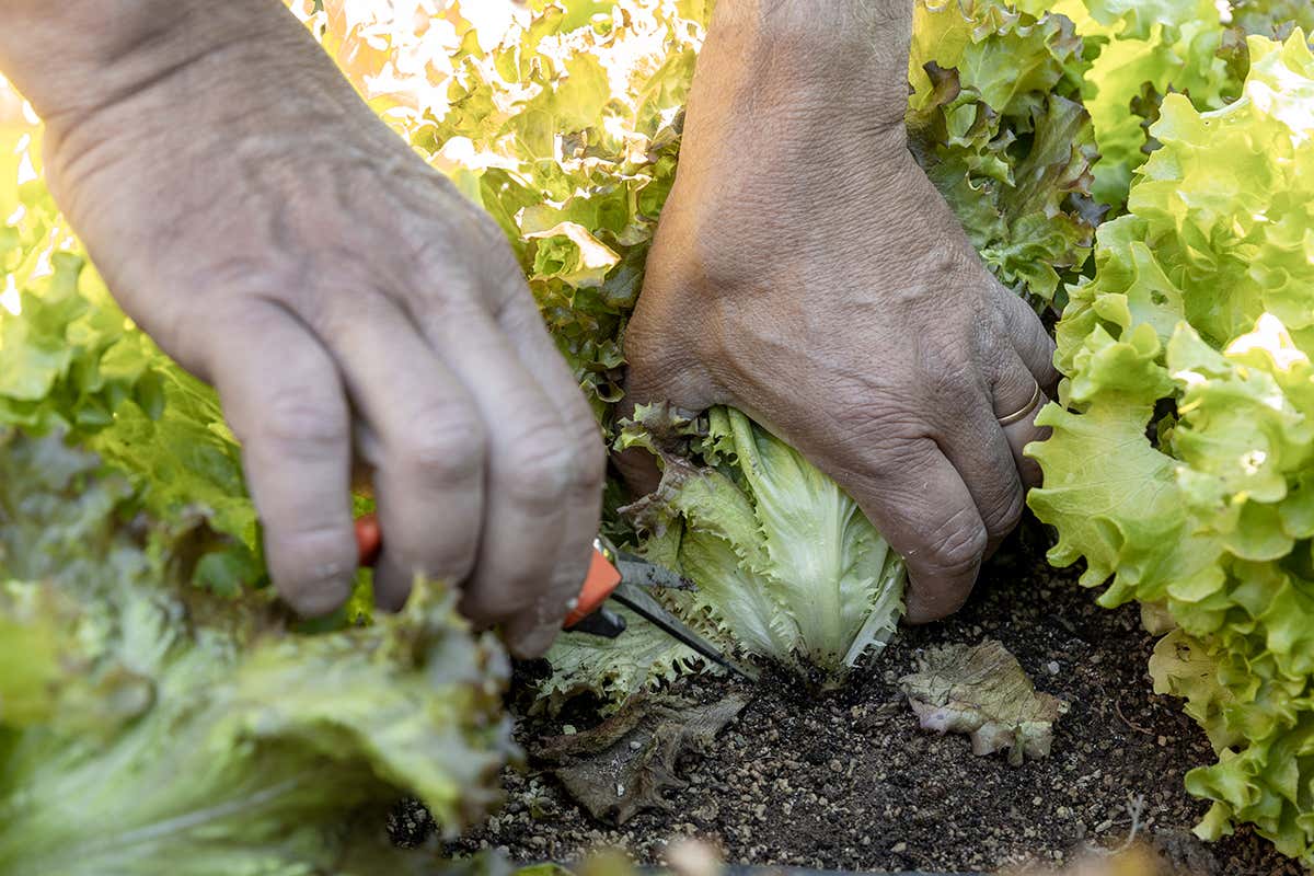 All'Osteria di Passignano genuinità toscana a metro zero