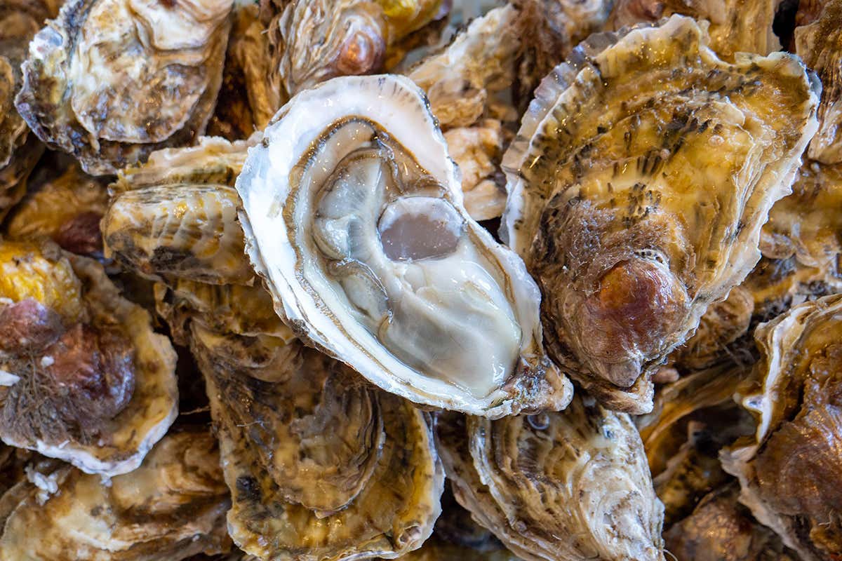 Ostriche Marconil Longino