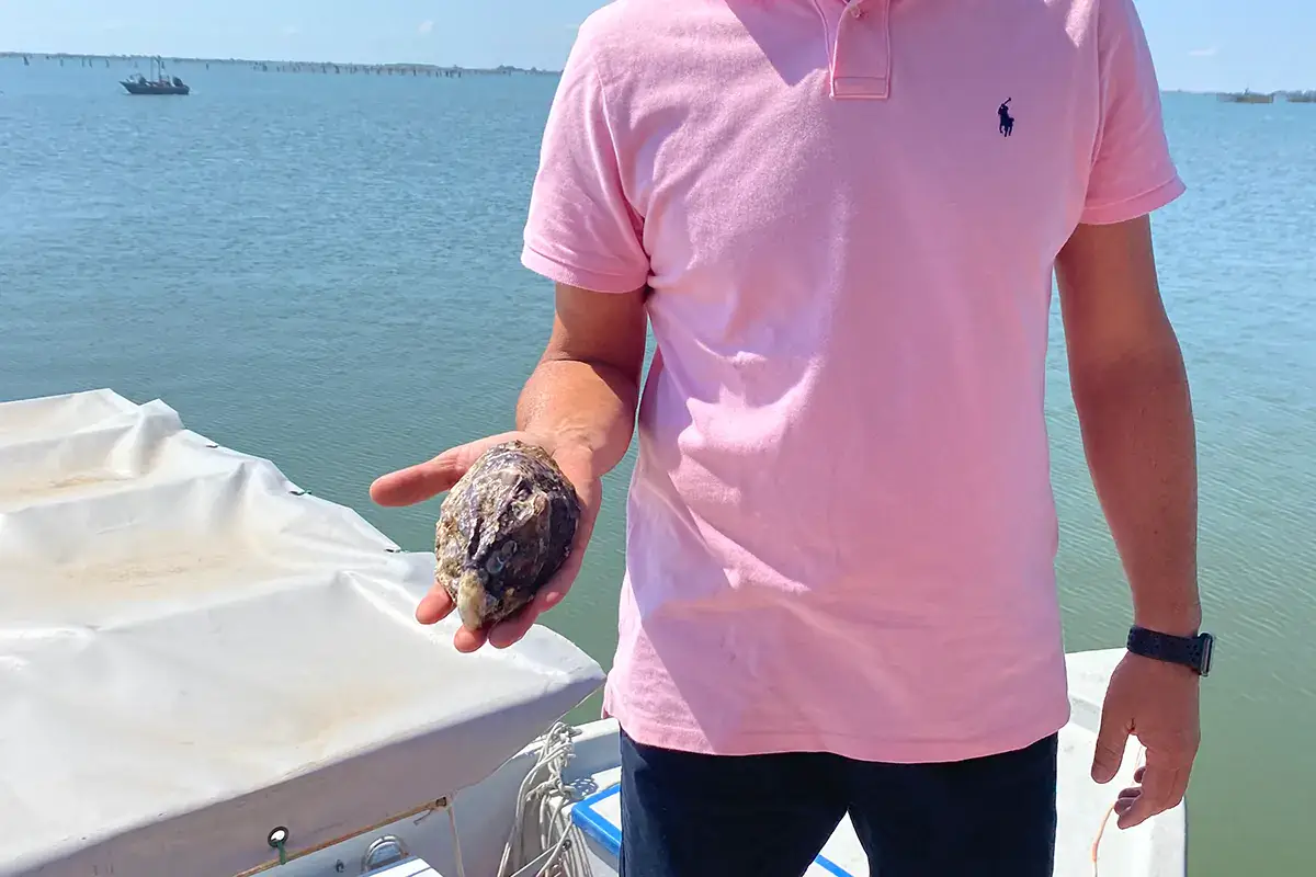 Un'ostrica appena pescata Riso e ostriche rosa, sul Delta del Po le eccellenze vengono dall'acqua