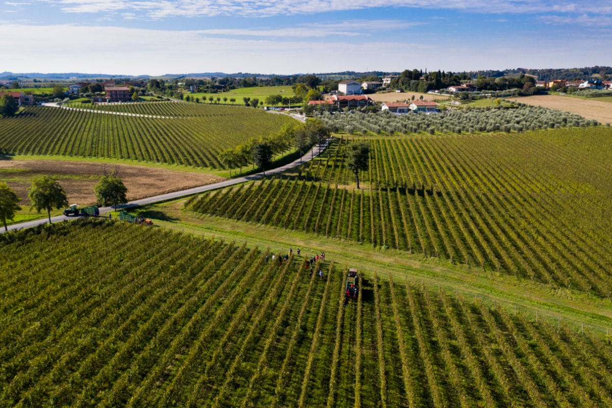 Un'ampia selezione di vini del Consorzio Lugana Doc alla fiera di Verona